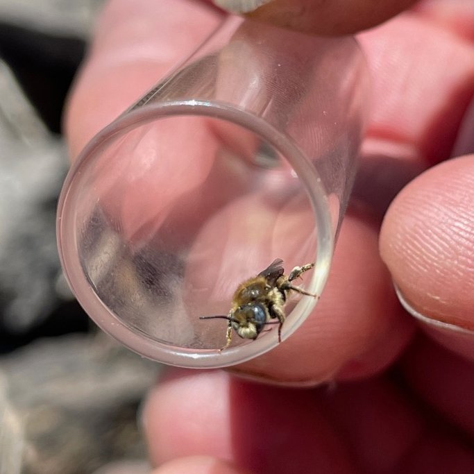 Richard Dawson (@arbarus) on Twitter photo Great weekend on <a href="/FSCBiodiversity/">FSC Biodiversity</a> Solitary Bee Course. A new county record for Montgomeryshire (VC47) of Osmia spinulosa. A snail shell nesting #solitarybee observed at Llanymynech Rocks <a href="/MontWildlife/">Montgomeryshire WT</a>. Not a great pic but an exciting find! #bees #entomology #gwenynenunig #Cymru Great weekend on <a href="/FSCBiodiversity/">FSC Biodiversity</a> Solitary Bee Course. A new county record for Montgomeryshire (VC47) of Osmia spinulosa. A snail shell nesting #solitarybee observed at Llanymynech Rocks <a href="/MontWildlife/">Montgomeryshire WT</a>. Not a great pic but an exciting find! #bees #entomology #gwenynenunig #Cymru