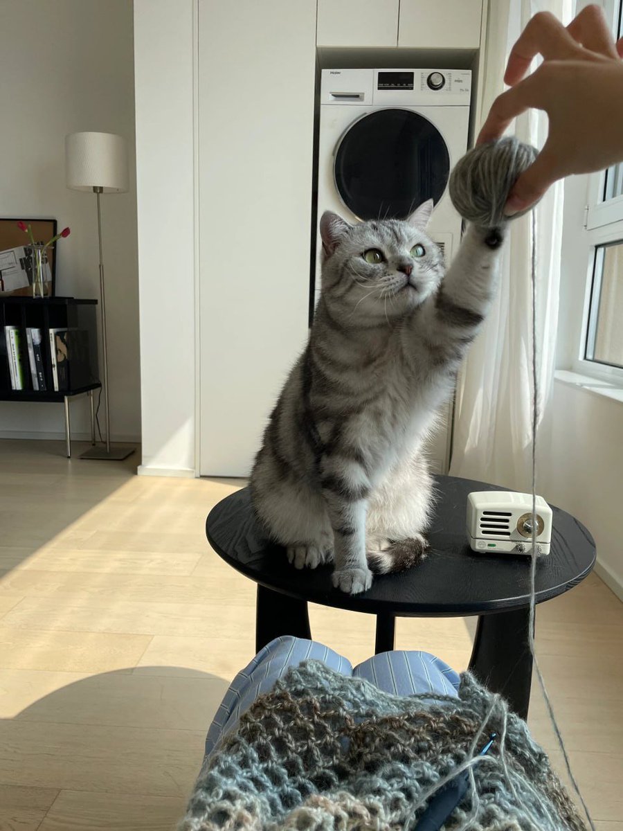 ss_8_ss's tweet photo. Play with kittens https://t.co/UP25bvOZL5