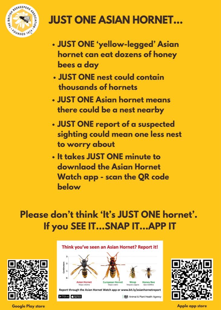 mid_bee's tweet image. There is a significant threat that Asian Hornets will establish themselves permanently in Kent. Join the army of volunteers working to prevent this 

See it, snap it, App it.