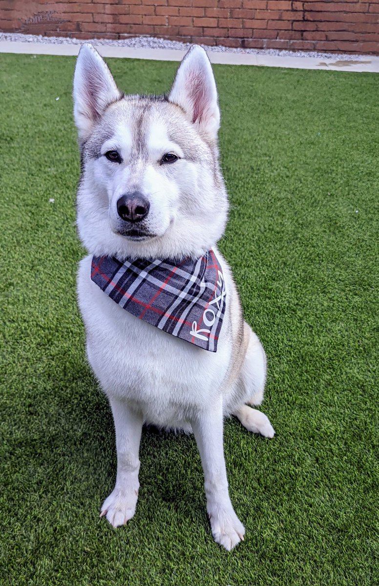 Looking ✨ fabulous ✨ after my groom! 💅
.
.
#dogs #husky #snowdog