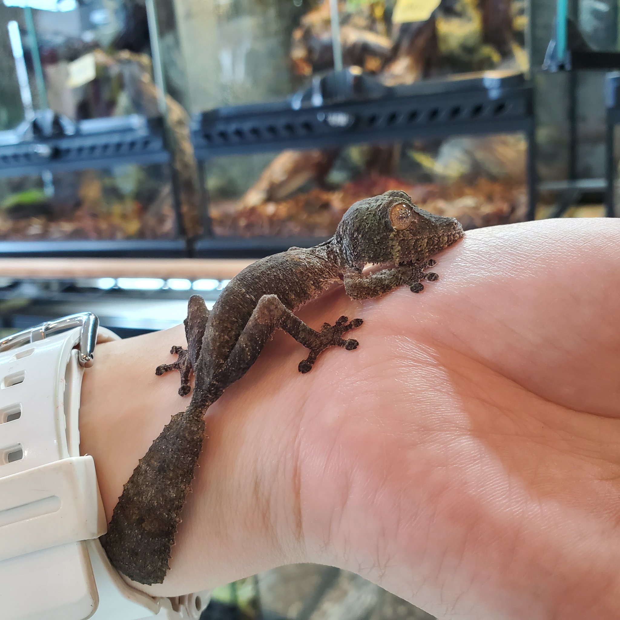 ヤモリ　トカゲ　根付　マンモス牙　セイウチ牙 意外と地味だった – レプタイルストア ガラパゴス