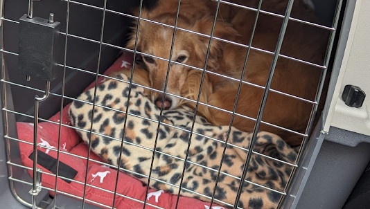 DoggyWarriors's tweet photo. It's #SharingSaturday, and since it's the weekend when outings with your furry companion can be on the agenda, we were wondering if you have any pics of your dog in the car? 🐶⁠

#dogtravel #dogonthemove #newbeginningsahead https://t.co/c9EDFRTWFs