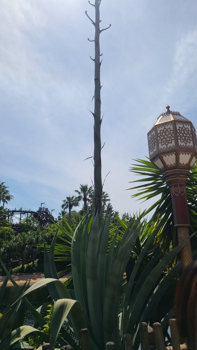 ディズニー来たんだけど乗り物より植物が気になってしまってパシャリ
アガベが花咲かそうとしていた