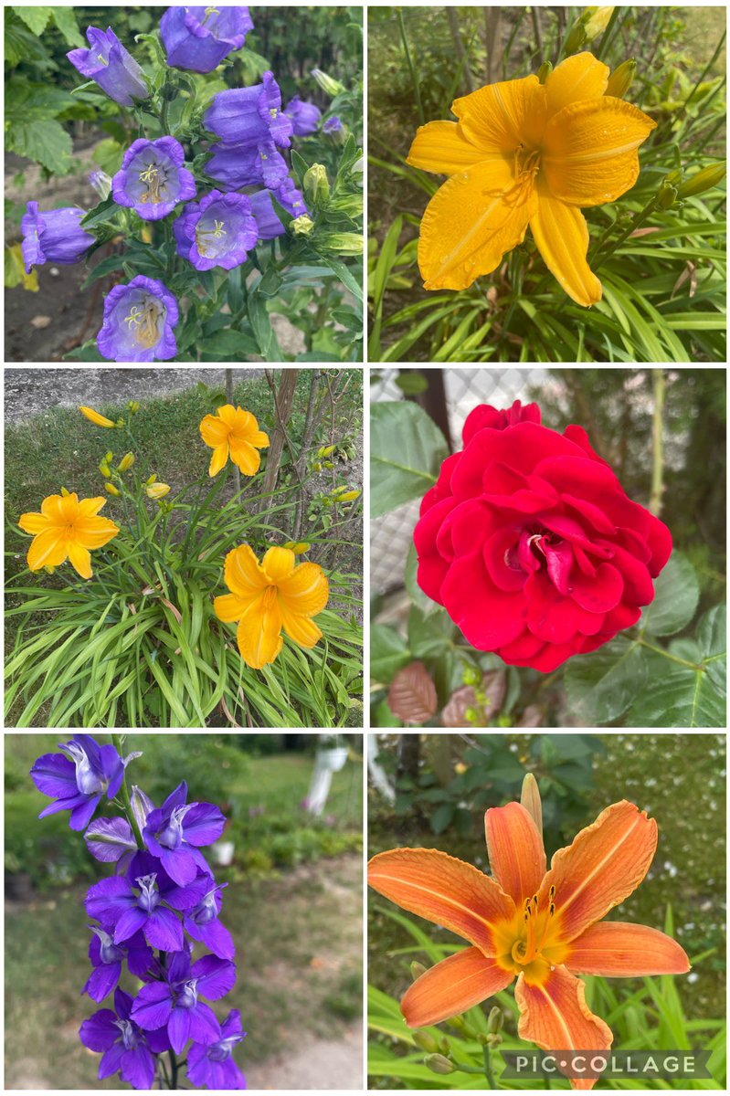 Daylilies are coming to town 😎 joined by larkspur, red rose 🌹 and campanula 🔔 #SixOnSaturday