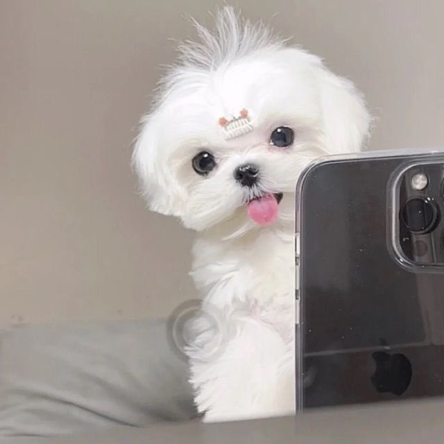 오늘신유완전말티즈