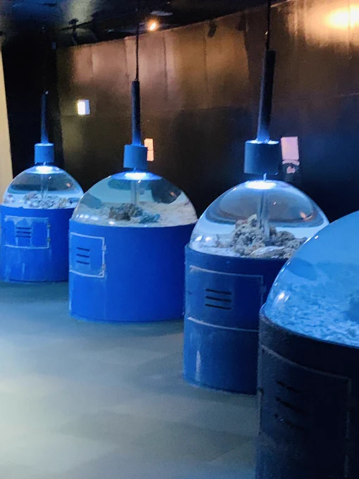 その後水族館へ イルカショー、お侍さんが出てきてスタッフのお姉さん斬ったりラップしたりイルカに乗ったり独特〜楽しかったです