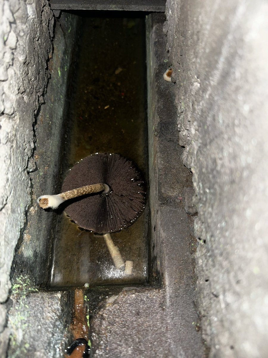 HAZARD RACING ハザードレーシング tweet media