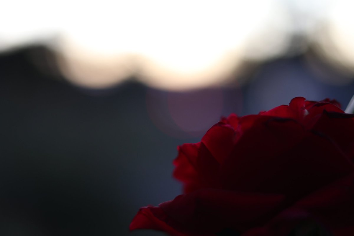 FrontRl's tweet image. 🌹