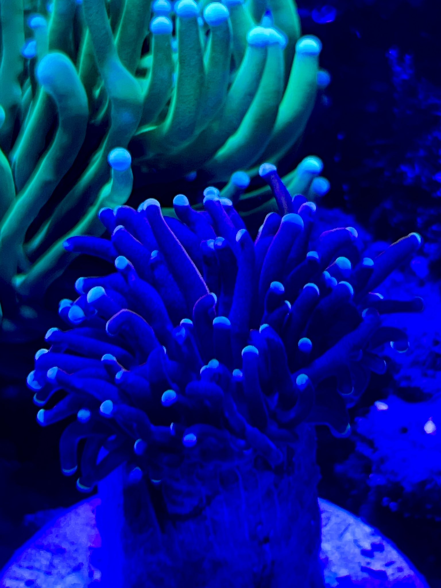 Coralサンゴ (@coralsango1) / X