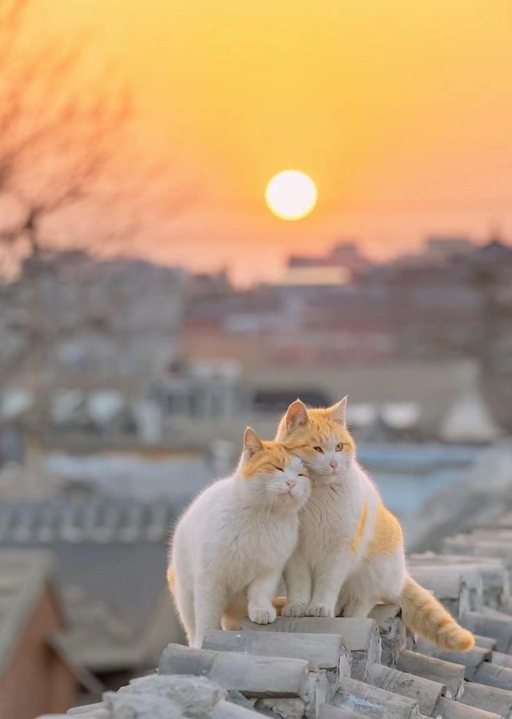 Posts Of Cats (@postsofcats) on Twitter photo 