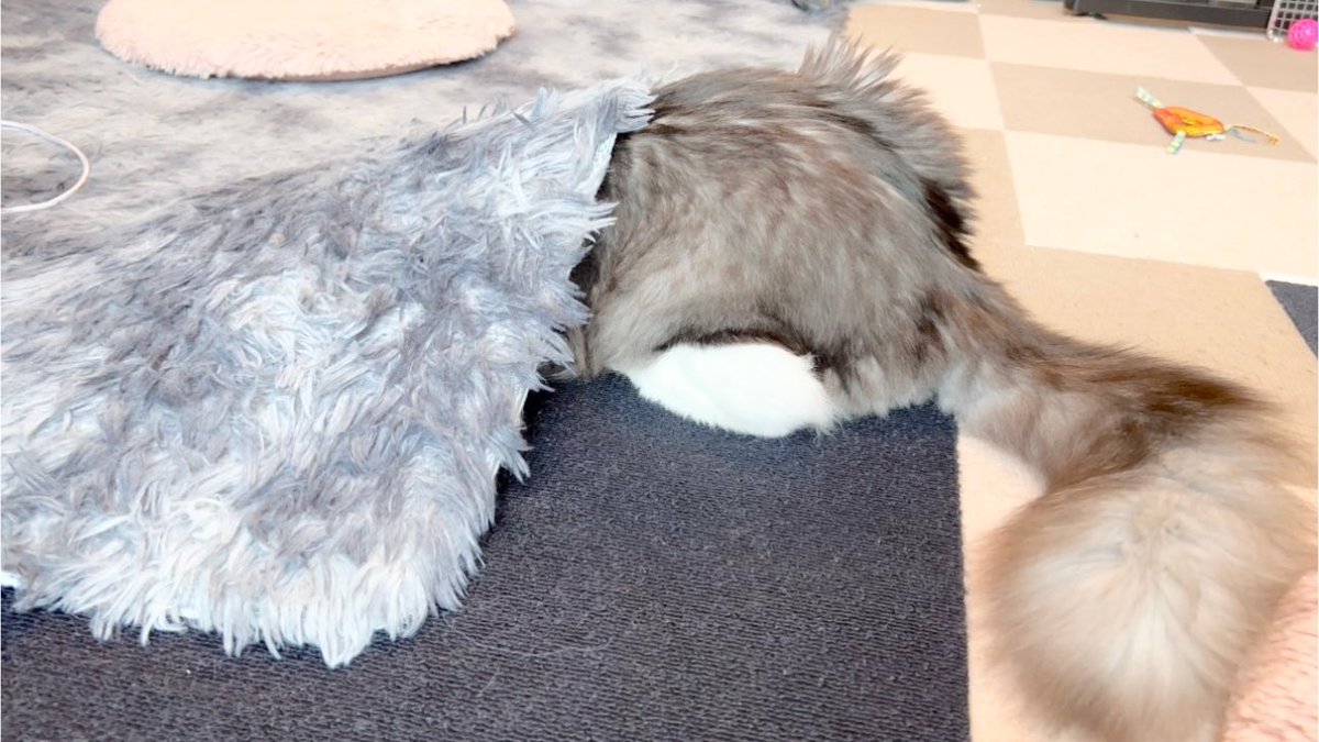 ぼくは、やっぱり、もぐりたい
動画はこちらです⬇️
youtu.be/29HkFIU-oM4?si…