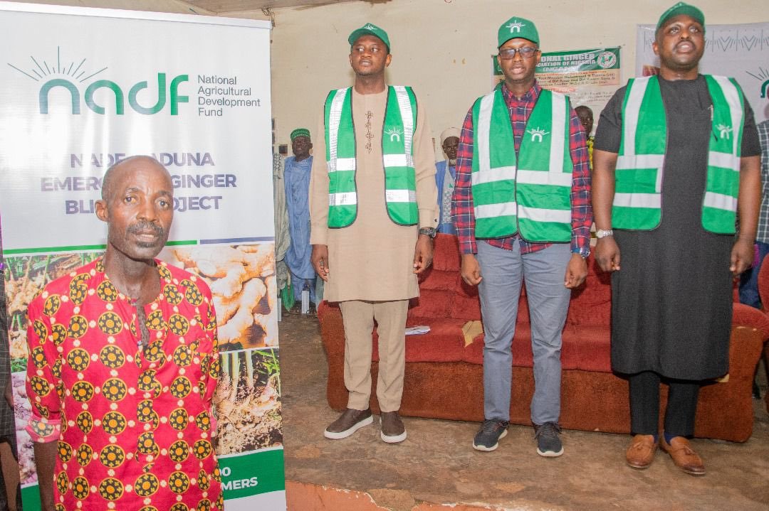 the completion of an awareness campaign for farmers across the seven Local Government Areas (LGAs) of Kaduna State, the distribution of inputs such as maize and sorghum to 5,000 ginger farmers in Kaduna will kick off from June 10th to June 16th across three designated locations