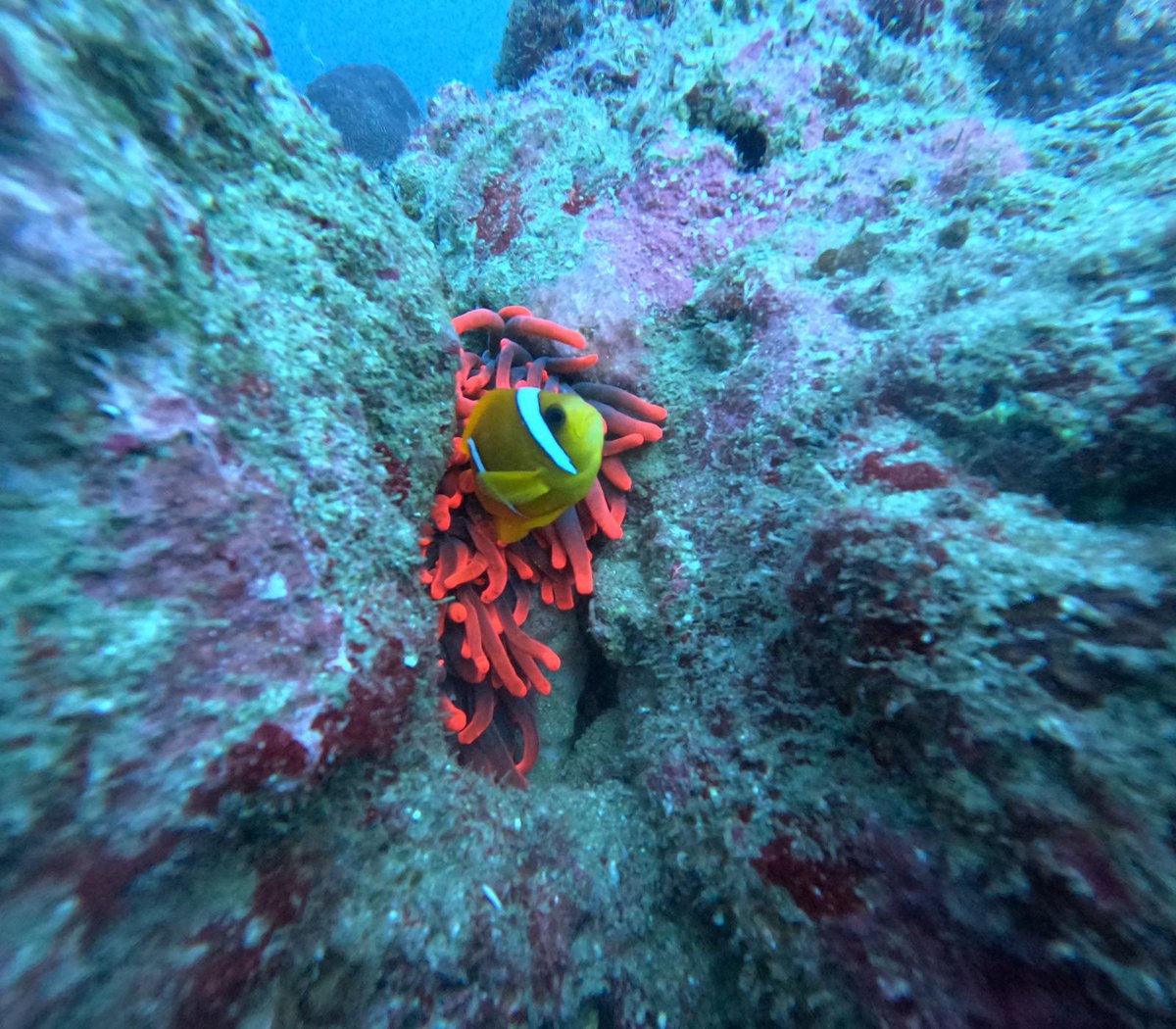 Aujourd’hui, nous célébrons la #JournéeMondialedelOcéan 🌊 L’océan est un réservoir de la biodiversité et les fonds marins djiboutiens sont parmi les mieux préservés au monde ! Ensemble protégeons cet espace fragile de la pollution plastique et du réchauffement de l’eau ! 🇩🇯 🇫🇷