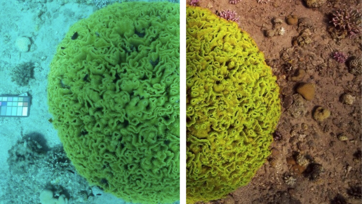 MathWorks's tweet image. #AI and #ComputerVision team up to erase water from underwater images 📸💧#WorldOceansDay
Thanks to a computer vision algorithm called Sea-thru, we can see what an underwater scene would look like if it were photographed through the air instead of water: spr.ly/60175MOFD