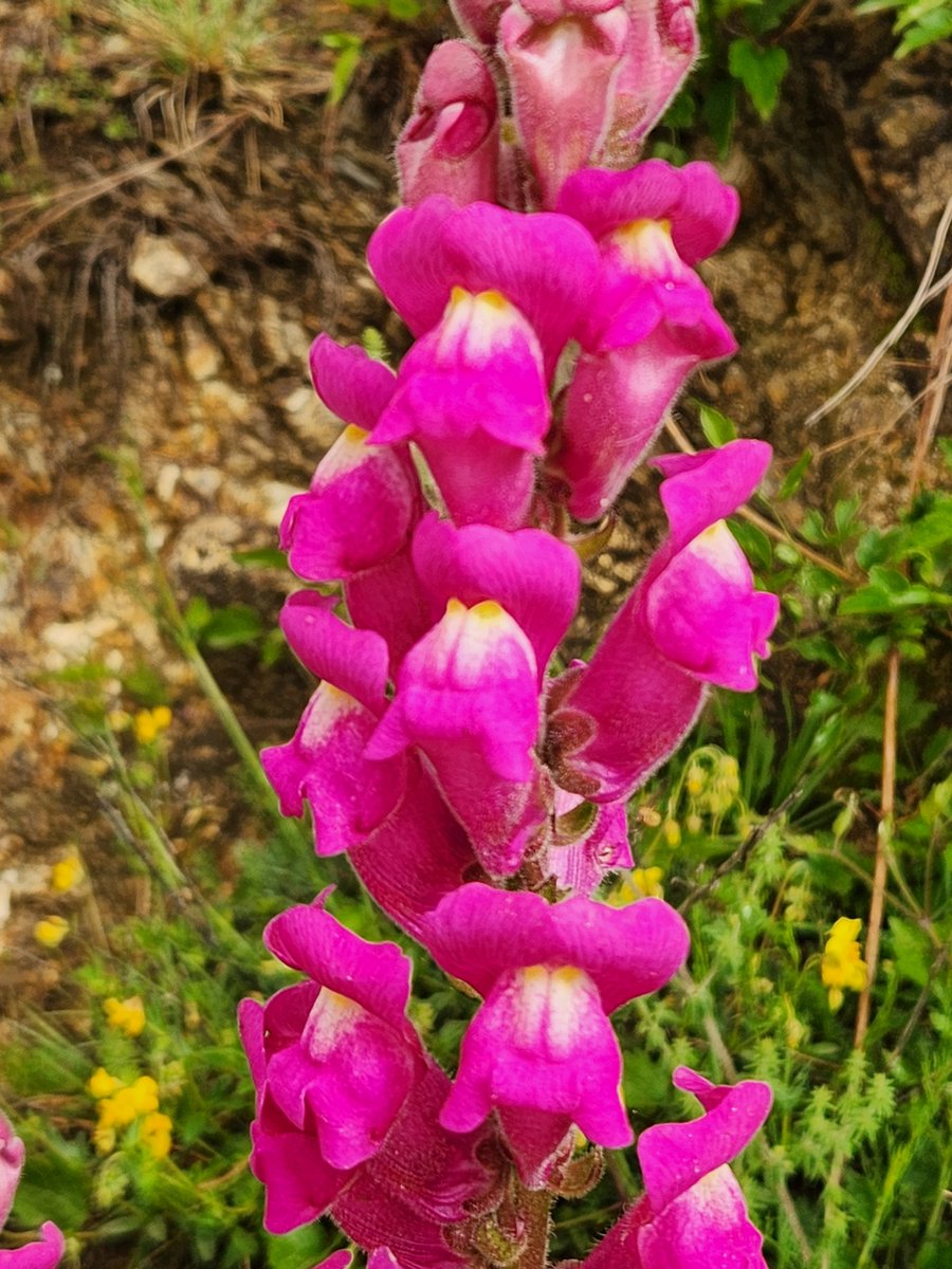Hello again beautiful snapdragons. Pictured, typical magenta pigmented Antirrhinum majus pseudomajus. Field work in the Pyrenees, a stunning place for biologists and old fashioned botanising.