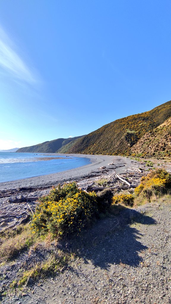 zakariyaaf's tweet photo. Pencarrow Beach
Dari Pantai Siung ke tenggara dikit. Naik Trans Jogja dr Kota Jogja cuma bayar 2 NZD.
#Wellington
#Pencarrow https://t.co/XWxCQs6wyW