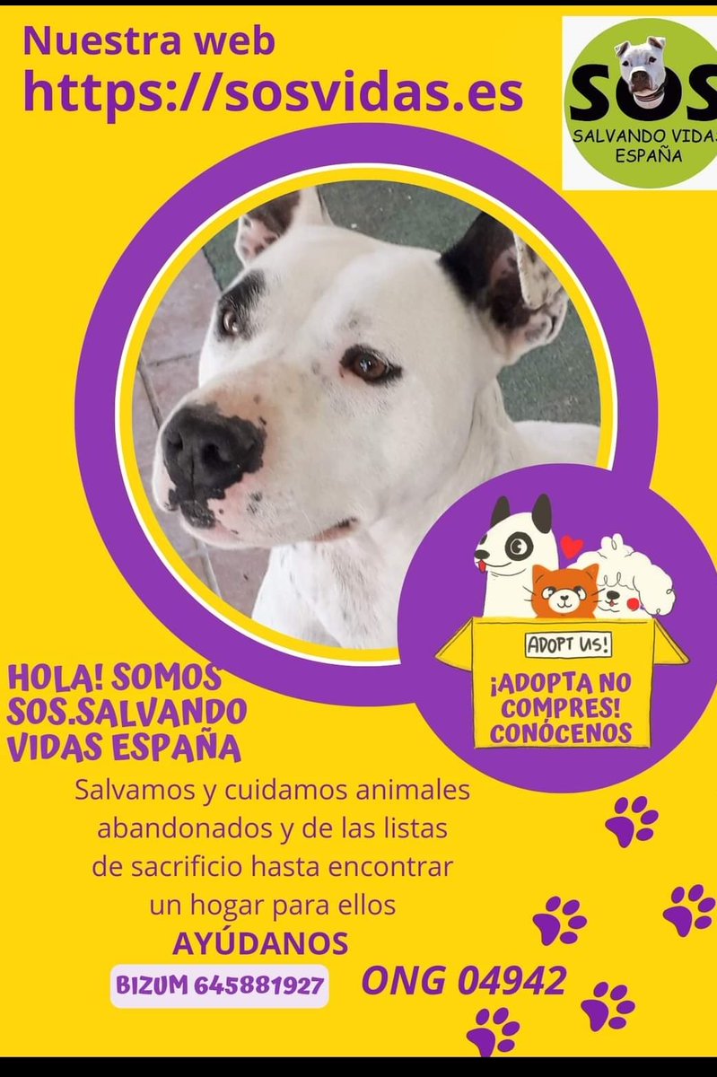 VidasSos's tweet image. #BuenosDías! Te gustaría echarnos una patita 🐕? Quieres ser madrina, padrino o teamer? Todos los perritos que se salvaron de una muerte segura están esperando tu ayuda💪. Anímate! En la web los conocerás. Quién sabe si tu compañero de vida está en un click🤩
