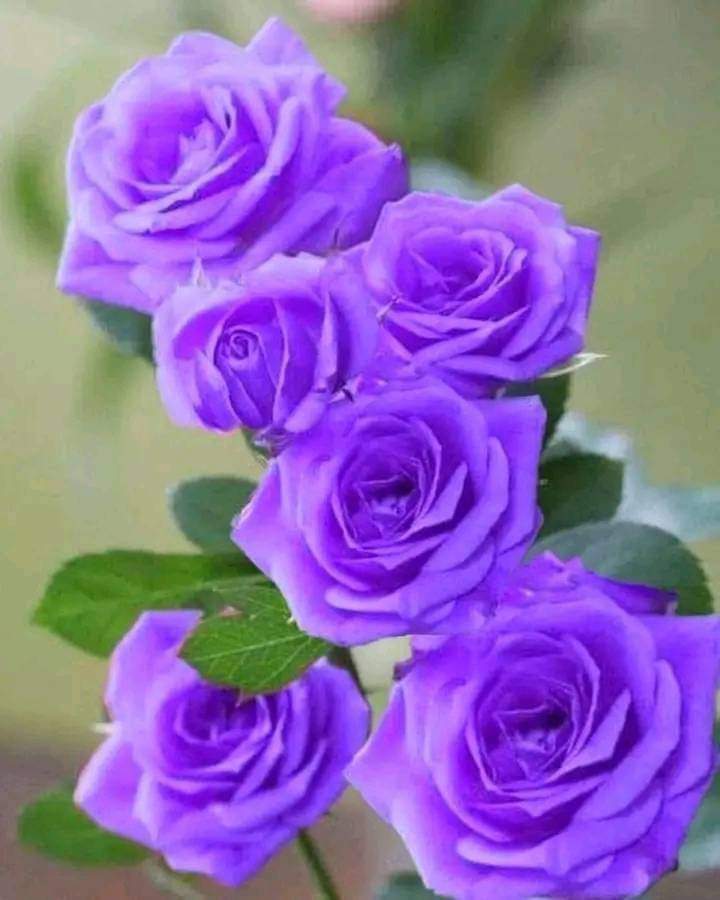 اللهم إنا نستودعك...
أنفسنا وأولادنا وأهلينا...
فأحفظنا بحفظك يارب...
اللهم بارك لنا في يومنا هذا...
وأجعله شاهداً لنا لا علينا...
آمين يا رب العالمين وصلى الله وسلم على نبينا محمد وعلى آله وصحبه أجمعين.

صباح الفل والياسمين