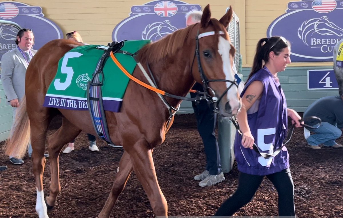 Eggsy_The_First (@lukeeggar) on Twitter photo Good luck to Fred AKA Live In The Dream at <a href="/haydockraces/">Haydock Park Races</a> today in the Achilles Stakes for <a href="/Stevejolenedel1/">Steveandjolenedelemos.racing</a> with <a href="/sb_kirrane/">Seán Kirrane</a> doing the steering for Adam West today 🤞🏻 Good luck to Fred AKA Live In The Dream at <a href="/haydockraces/">Haydock Park Races</a> today in the Achilles Stakes for <a href="/Stevejolenedel1/">Steveandjolenedelemos.racing</a> with <a href="/sb_kirrane/">Seán Kirrane</a> doing the steering for Adam West today 🤞🏻