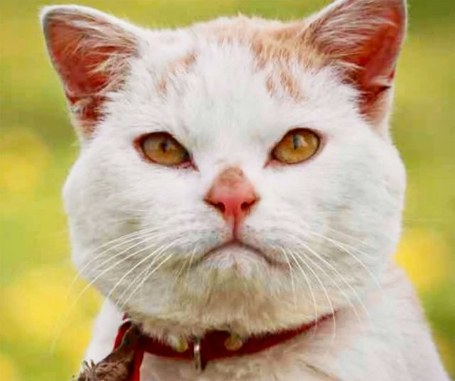 桃農家で暮らす猫 宅配便のトラックに乗ってしまい隣の地区へ 行方知れずのまま2週間が過ぎた https://t.co/VAlzTbbStT 