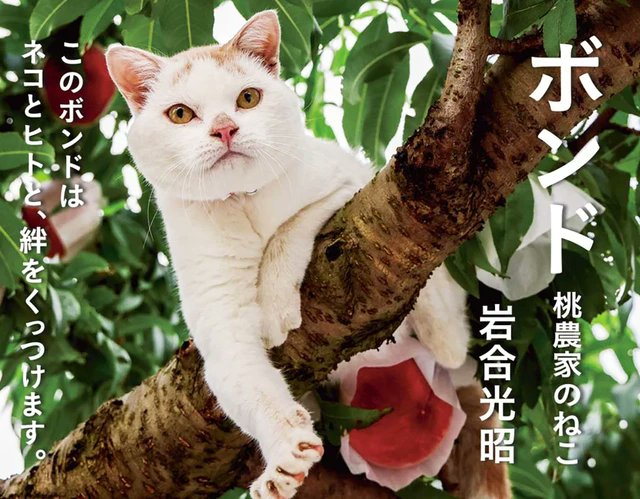 桃農家で暮らす猫 宅配便のトラックに乗ってしまい隣の地区へ 行方知れずのまま2週間が過ぎた https://t.co/VAlzTbbStT 