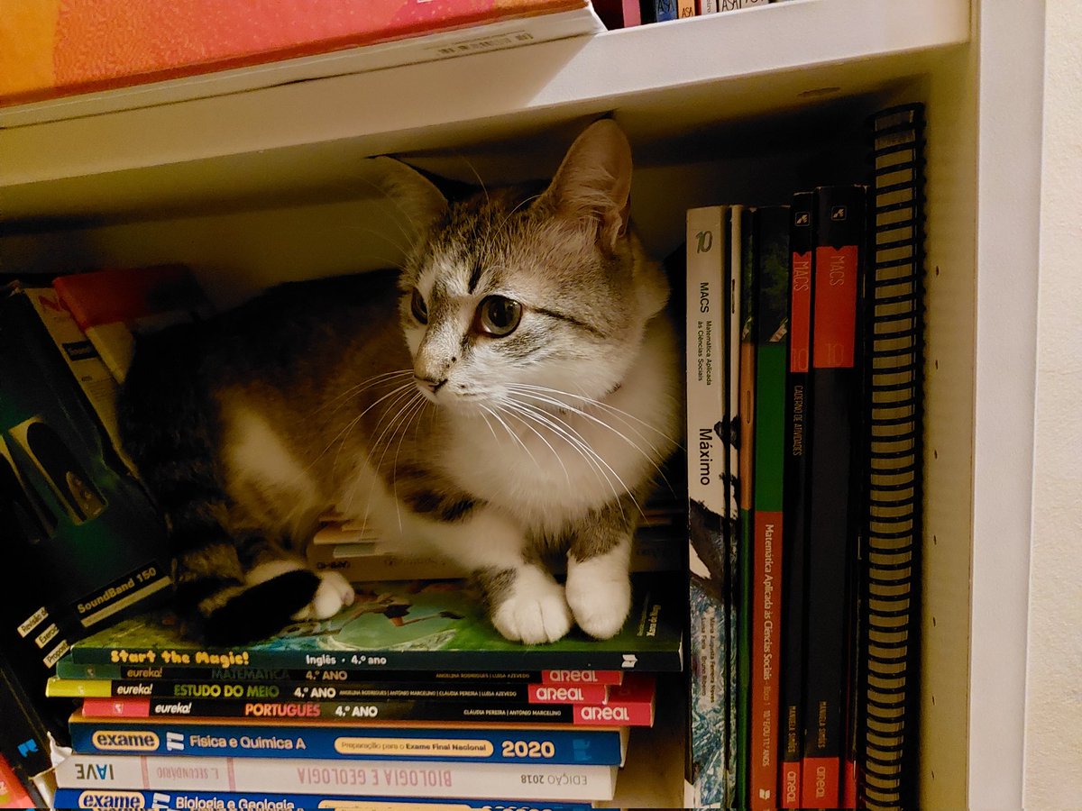 FullMoo73998162's tweet photo. Cá em casa até a gata adora livros 🐈🥰 https://t.co/3nz960oy7i