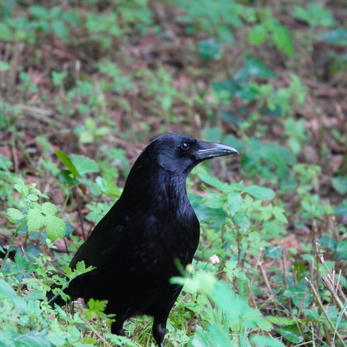 david_schmittou's tweet photo. I didn’t come to Europe to bird, but nearly every bird would be a new life bird. My first morning I went to nearby Parc des Buttes-Chaumont”. It was the right decision, I added 18 new “life birds” to my list!
1. Eurasian Blackbird
2. Common Wood Pigeon
3. Carrion Crow
#lifebird https://t.co/mOzAAdtajV