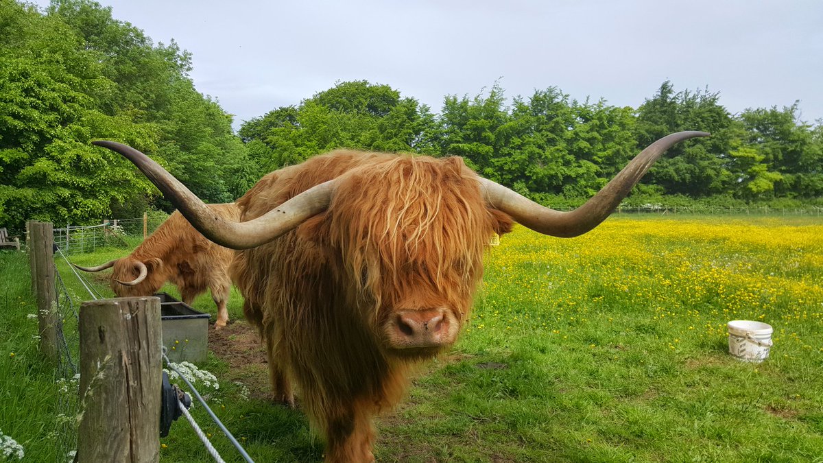 kwilsonlee's tweet photo. Am raising money to celebrate 70 years of @CambridgePPF's stewardship of Wandlebury - a multi-hyphenate wonderland of history &amp; nature - for locals, for the natural world &amp; for the future. You can follow here: https://t.co/duNDa5NvJn
Please consider supporting if you can! https://t.co/fz8hbakTjP