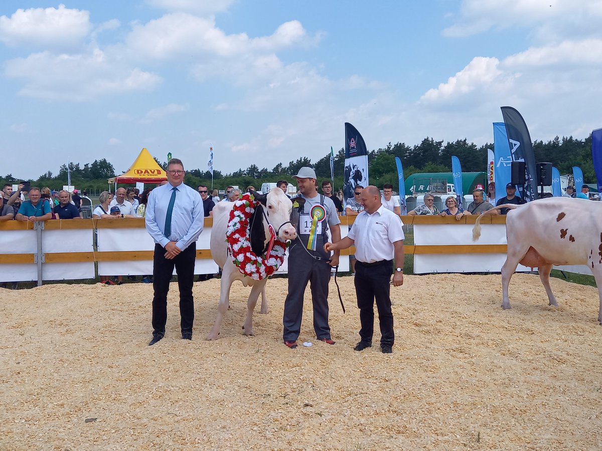 IwanskiRados's tweet photo. Superczempionka PHF Ślaskiej Wystawy czyli Golda z KR Kietrz #Opolagra #PFHBiPM @farmer_pl https://t.co/pGYuzDGpXU