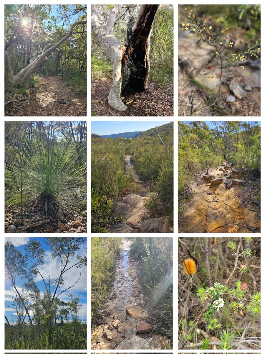 Susanboyd12Boyd's tweet photo. Lovely bushwalk amongst the trees, sunshine and birds. 🌳🌞🐦🐦‍⬛🦜 https://t.co/4LmD3xJX9H