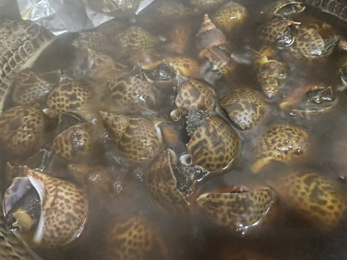 yukarin03041's tweet image. 今日のちゃんこは　#鶏塩ちゃんこ　コラーゲンたっぷり🐓暑かったから塩分補給しなきゃね！#バイ貝　も美味しく煮たよ🐚
待ってまーす！#diva_pwbar #プロレスバー　#名古屋