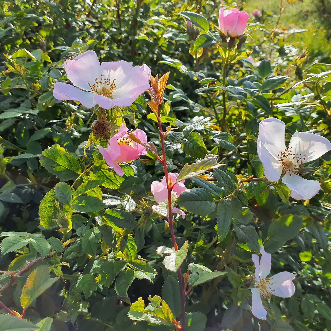 forus_tree's tweet photo. The Dogrose is now flowering in the hedge along the boundary of our community tree nursery 😍💚🤗

#dogrose #daisybank #communitytreenursery https://t.co/Dw93qPgUTt