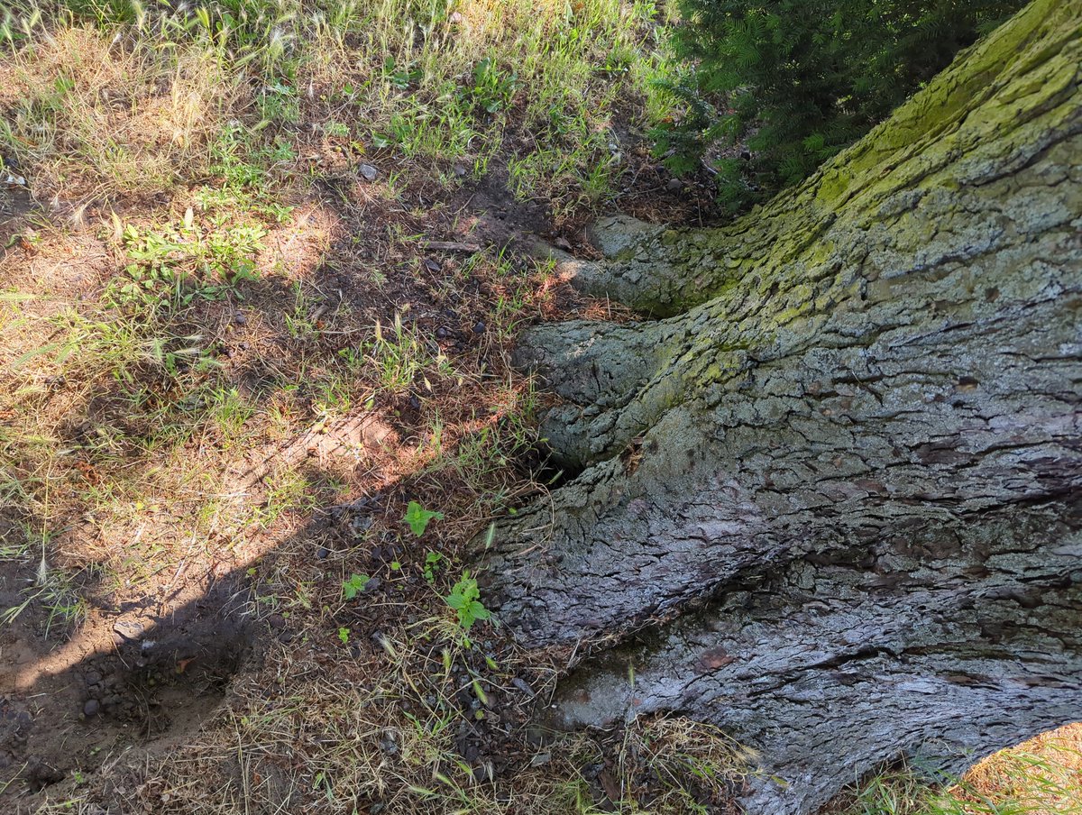 _andreasgrimm's tweet photo. Don't forget ☝️
(despite what they tell you)
HUMANS NEED SUN ☀️
... and also grounding ⚡
Ideally near a (big) tree 🌳
#RunInTheSun https://t.co/2wWUON3LgJ