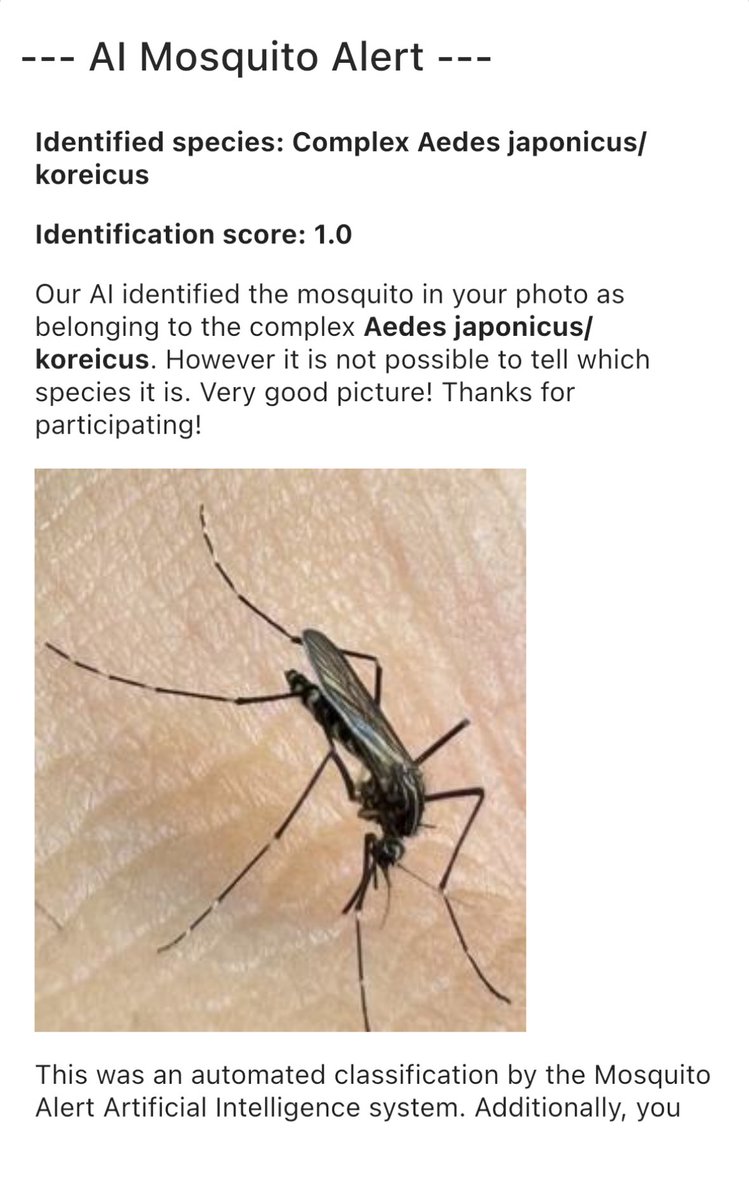 GaborKemenesi's tweet photo. 📱🦟Használjátok a @Mosquito_Alert appot, nagyon menő ahogy az AI pár perc alatt lehatározza! Ez amúgy egy Koreai szúnyog, most délelőtt csípett meg. Nagyon fontos adatokkal segíthetitek a munkánkat https://t.co/117XRP2cSw