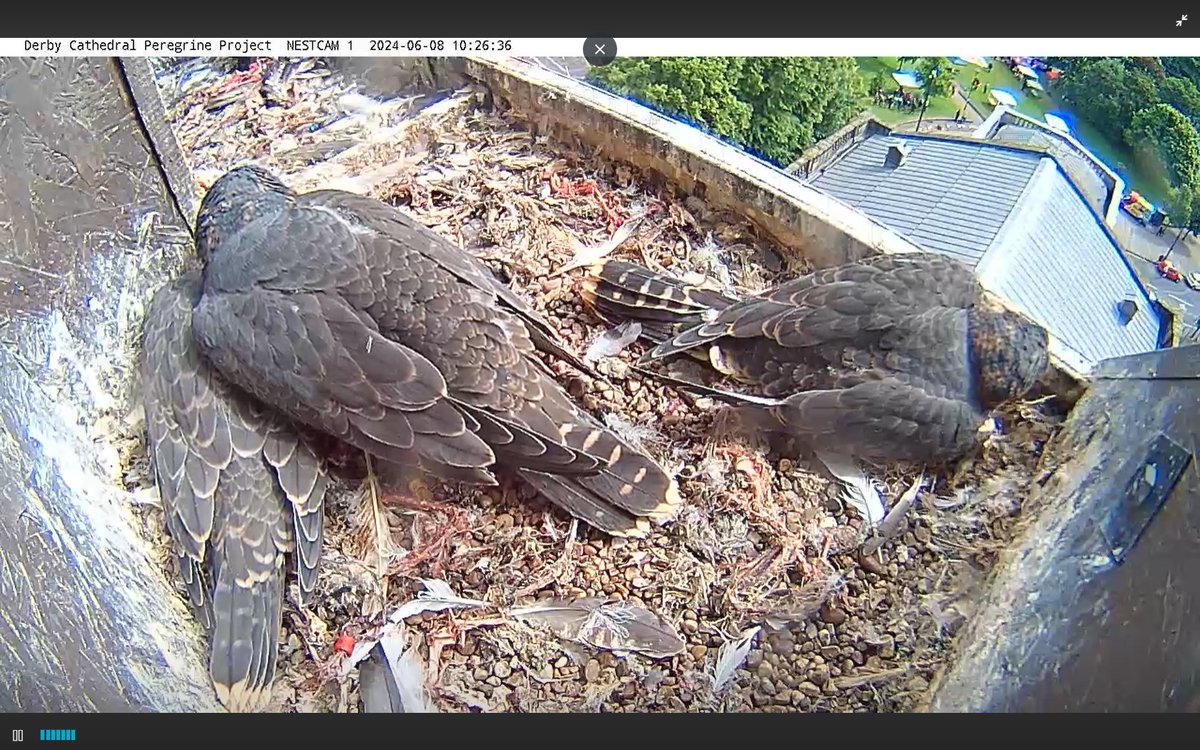 derbyperegrines's tweet image. We are down on Cathedral Green right now (from 10-2pm) with our final #Peregrine  WatchPoint of the season.
Can you see us all looking up from below in this picture?
Will we see any of the juveniles fly off from the ledge today?
Come along and use our telescopes to watch them!