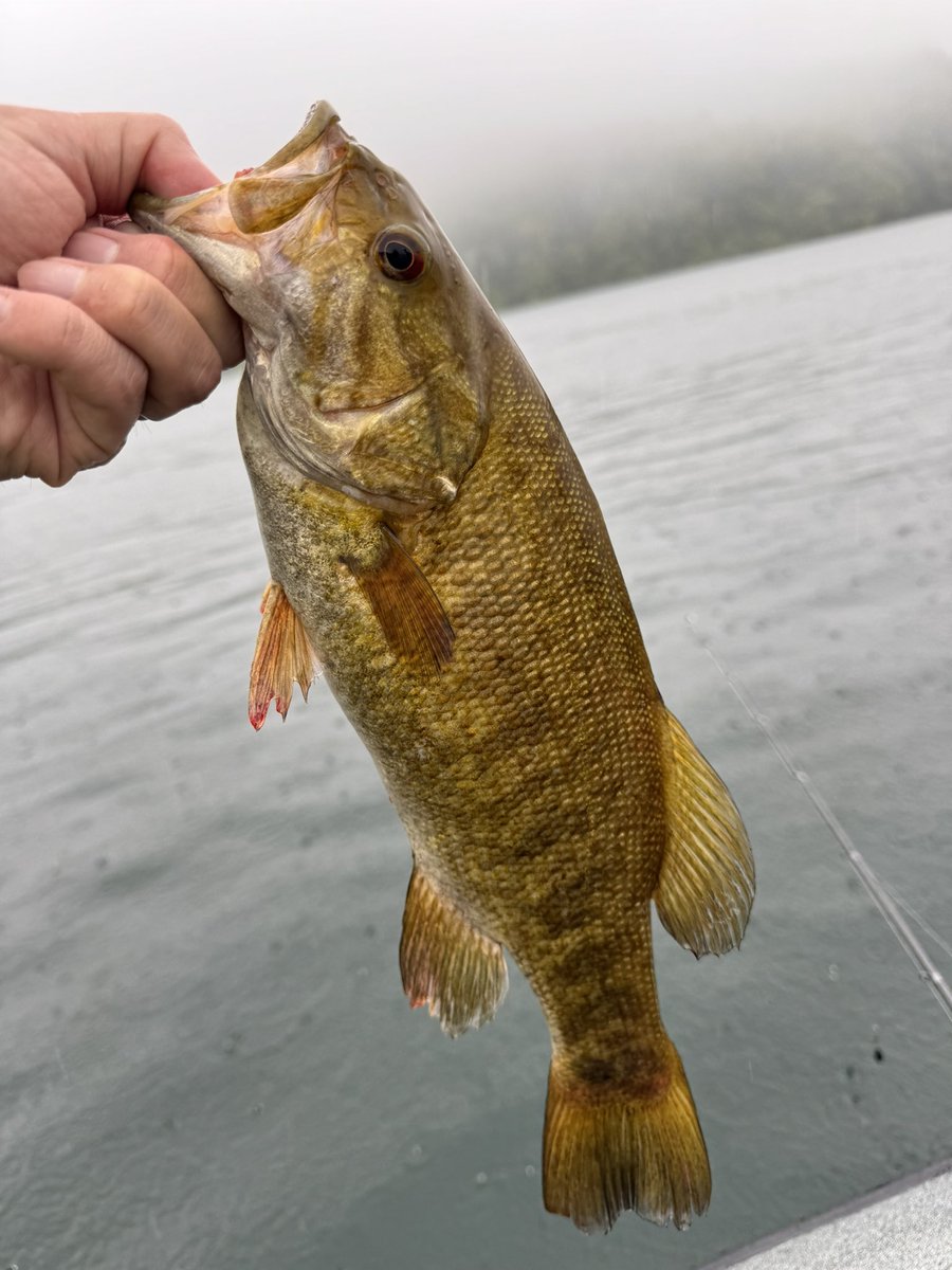 HRT87975309's tweet photo. 野尻湖行きてえー🎣 https://t.co/KpvDMK9Olf