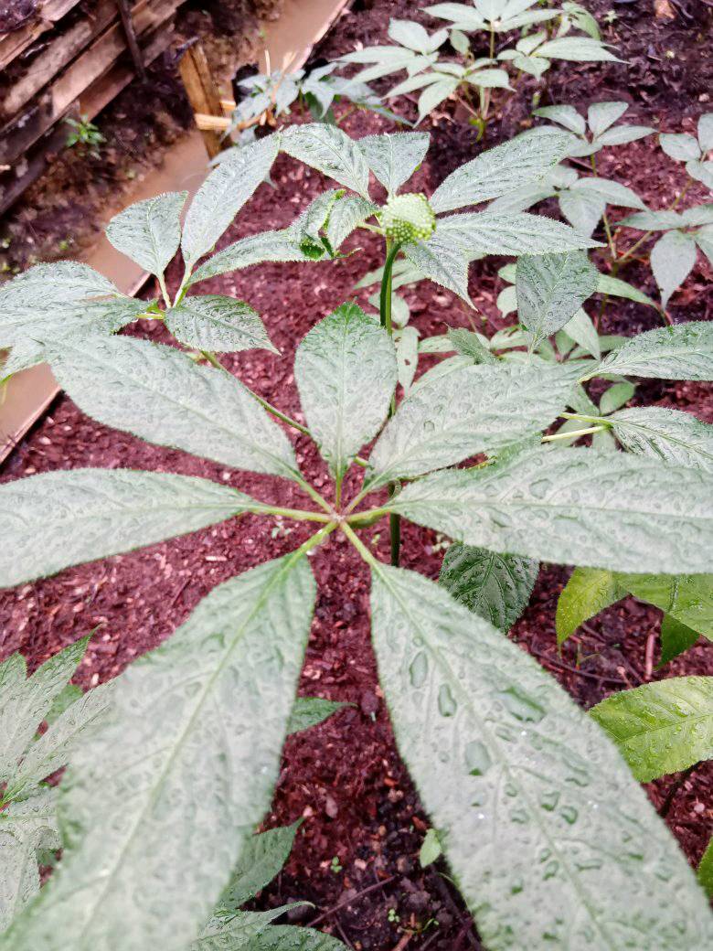 Cây Giống sâm Ngọc Linh Lai Châu- món quà của sức khoẻ
công dụng: Giúp bồi bổ cơ thể, ngăn ngừa ung thư, giải độc gan, tăng nội tiết tố sinh dục, tăng tạo hồng cầu, điều hòa nhịp tim, bình ổn huyết áp, tăng trí lực, thị lực...
Zalo 0383573665
#suckhoe