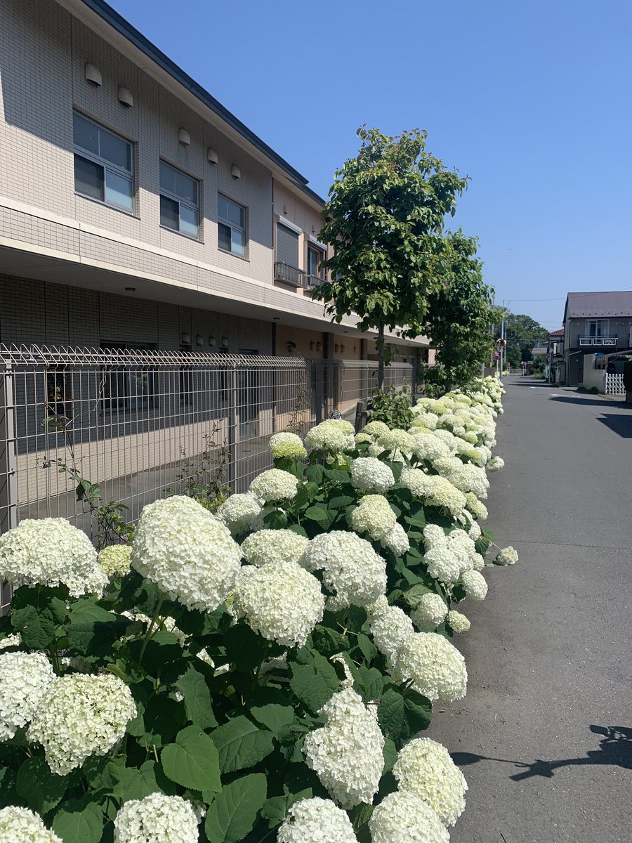 20160927ys's tweet photo. 『希望の郷東村山』さんのあじさいアナベル450株が、今年もきれいに咲きました。皆さんに観てもらって楽しんでいただきたいです。
#希望の郷東村山
#あじさい
#アナベル https://t.co/uhMJP953pJ