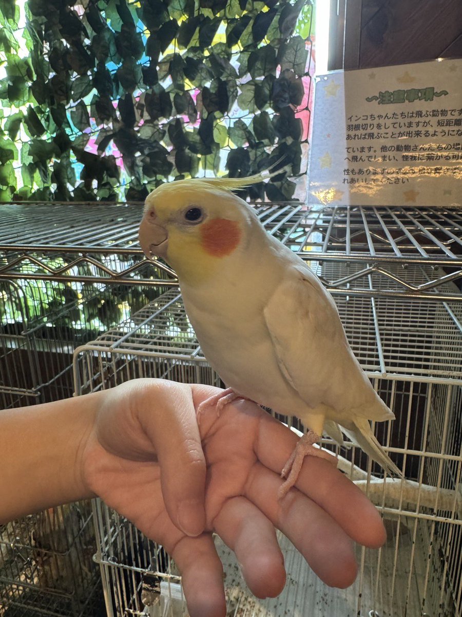 fukushima_ricky's tweet photo. 【お迎え報告🚗³₃】
本日、オカメインコちゃんお迎えされました〜❕ 

お店ではいっぱいお話してくれてありがとう☺️

新しいおうちで幸せに暮らしてね✨

福島店には他にもオカメインコさんいますので、

お迎え希望される方は、

ぜひお問い合わせお待ちしております😊
#オカメインコ
#お迎え https://t.co/QyXF89usvQ