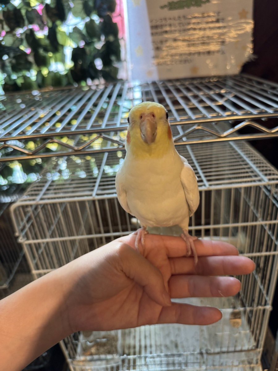 fukushima_ricky's tweet photo. 【お迎え報告🚗³₃】
本日、オカメインコちゃんお迎えされました〜❕ 

お店ではいっぱいお話してくれてありがとう☺️

新しいおうちで幸せに暮らしてね✨

福島店には他にもオカメインコさんいますので、

お迎え希望される方は、

ぜひお問い合わせお待ちしております😊
#オカメインコ
#お迎え https://t.co/QyXF89usvQ
