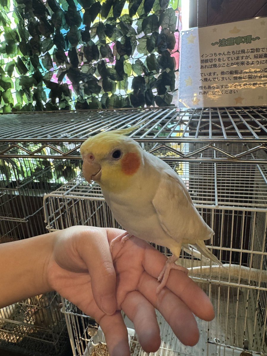 fukushima_ricky's tweet photo. 【お迎え報告🚗³₃】
本日、オカメインコちゃんお迎えされました〜❕ 

お店ではいっぱいお話してくれてありがとう☺️

新しいおうちで幸せに暮らしてね✨

福島店には他にもオカメインコさんいますので、

お迎え希望される方は、

ぜひお問い合わせお待ちしております😊
#オカメインコ
#お迎え https://t.co/QyXF89usvQ