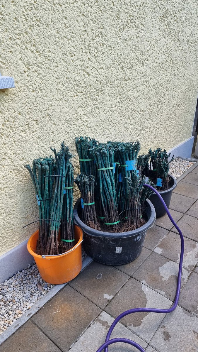 Nachpflanzungen sind eingetroffen. Ca. 20% Frostschäden ohne Neuaustrieb waren am  Jungfeld zu verzeichnen.