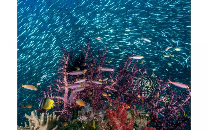 RotaryFR's tweet photo. 🌊 📷 En cette Journée mondiale de l'océan, découvrez une des mentions spéciales du concours photo 2024 du magazine Rotary. En savoir plus: https://t.co/3qXhc1Ss6c https://t.co/Oqmsod1gEC
