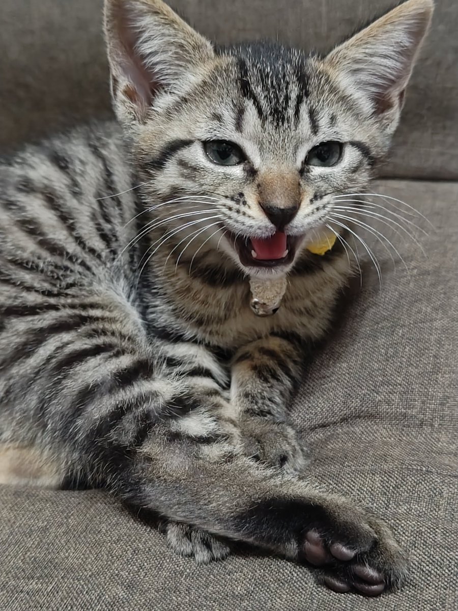 4053_yoko's tweet photo. 動物病院行ってきました✨

保護猫トライアル経て
本日正式譲渡と相成りました
✧⁠◝⁠(⁠⁰⁠▿⁠⁰⁠)⁠◜⁠✧

誕生日は4月8日で
動物病院さんで
仮名で呼ばれてました
キジさんが定着してますので
正式名𓃠キジさんです。
(⁠人⁠*⁠´⁠∀⁠｀⁠)⁠｡⁠*ﾟ⁠+

大切に育てていきます😺💕 https://t.co/80PP2VlHZp