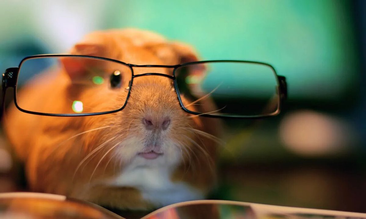 blueheadlad's tweet photo. @hamster_kombat Watch my hamster changes suit 😎
And give a good welcome bonus for everyone who wants to try 👑
https://t.co/J9MYxIcQaX https://t.co/Y899MxrEBQ