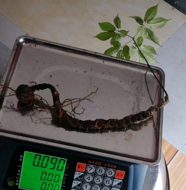 Củ sâm rừng chuẩn sâm 5 lá  dài  30cm 33 mắt 90gr giá chỉ 35tr mời cả nhà sưu tầm
Sâm Ngọc Linh
#suckhoe
#samngoclinh