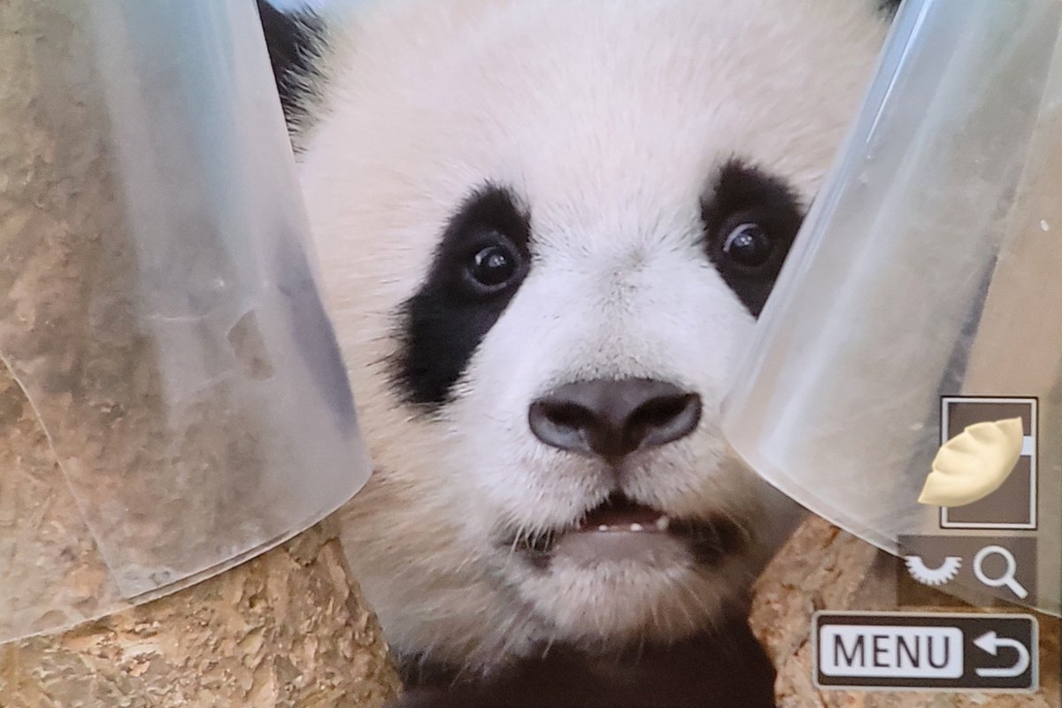 240608 낀판다

#후이바오 #huibao