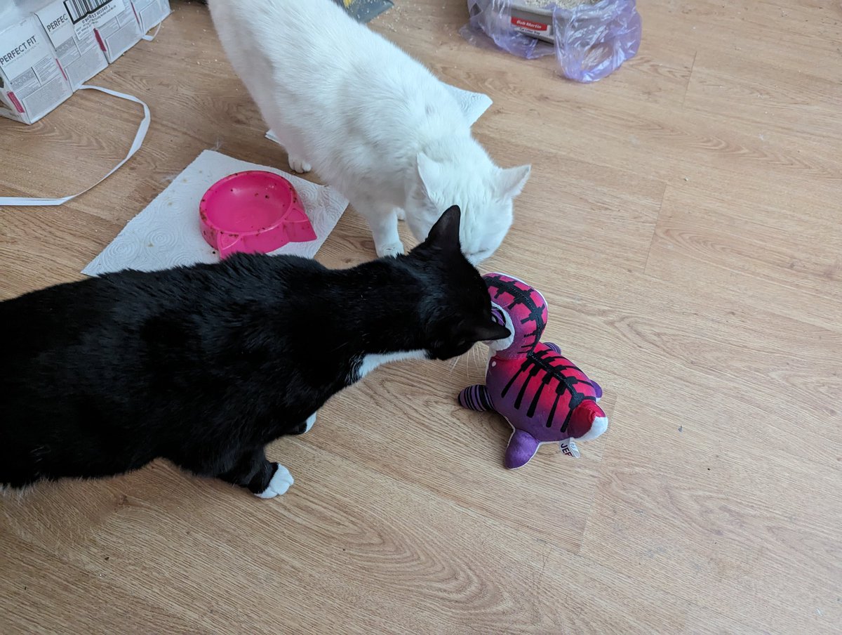 Queen Creeps tweet media