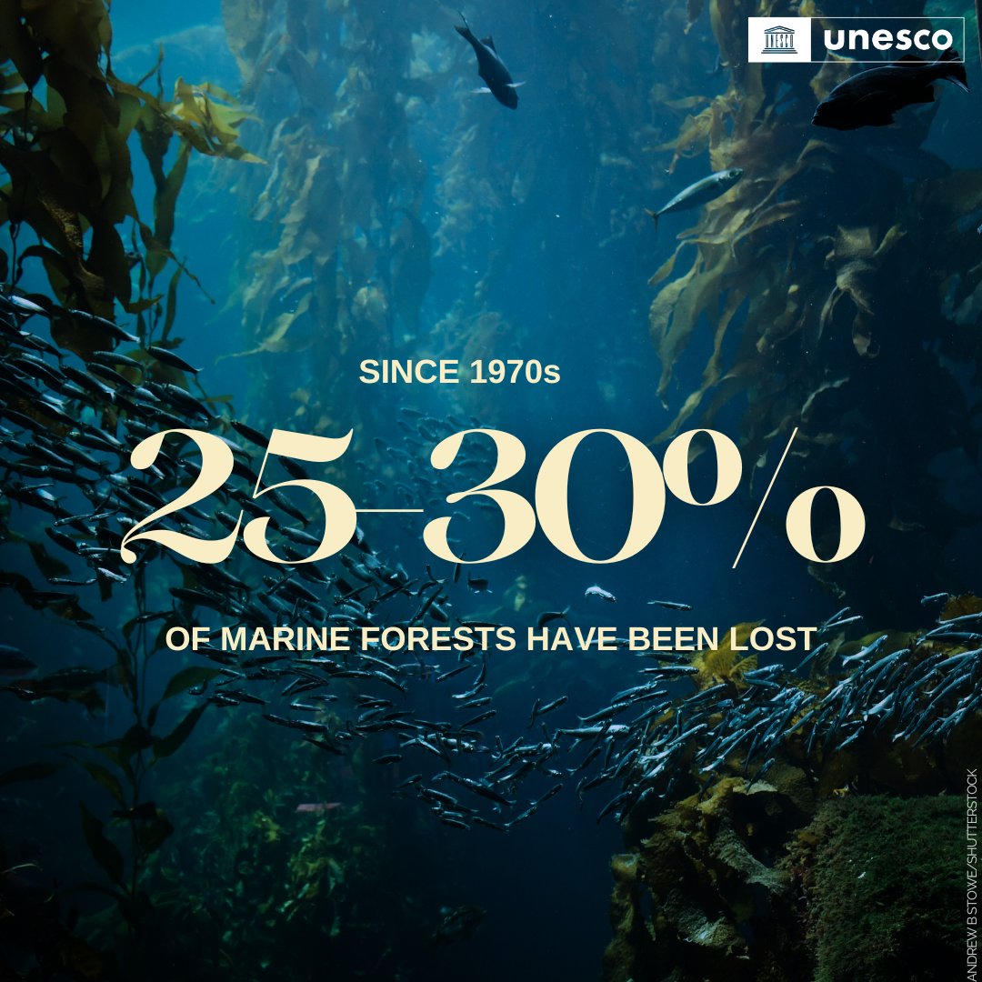Did you know? Marine forests are able to absorb 5 times more carbon than land forests.

Yet, they are increasingly under threat due to human activity.

UNESCO’s new report explores solutions on how to protect them &amp; #SaveOurOcean: unes.co/qw1xpq #WorldOceansDay