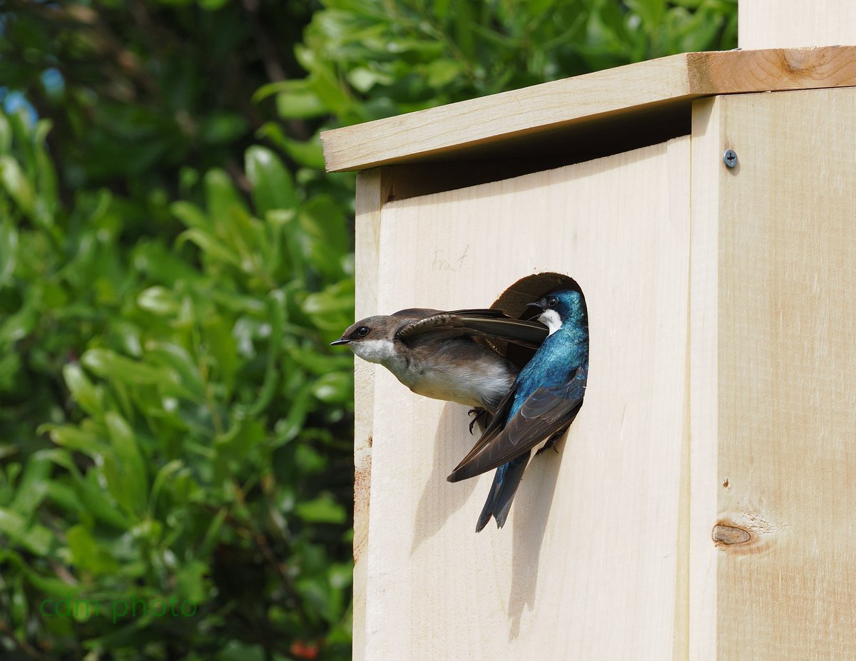 ashknothole's tweet image. #ShiftChange at the #TreeSwallow #homestead. Settled for a #Kestrel box. That&apos;s what a tight housing market will do.